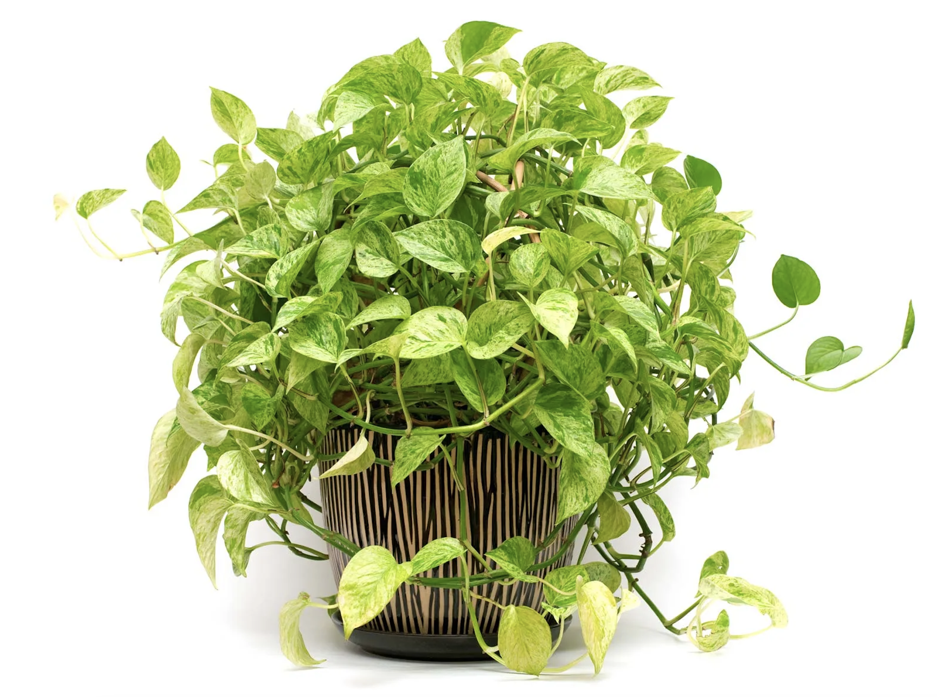 3 Low Maintenance Houseplants to Fill Your Living Space With 4 3 Low Maintenance Houseplants to Fill Your Living Space With 3