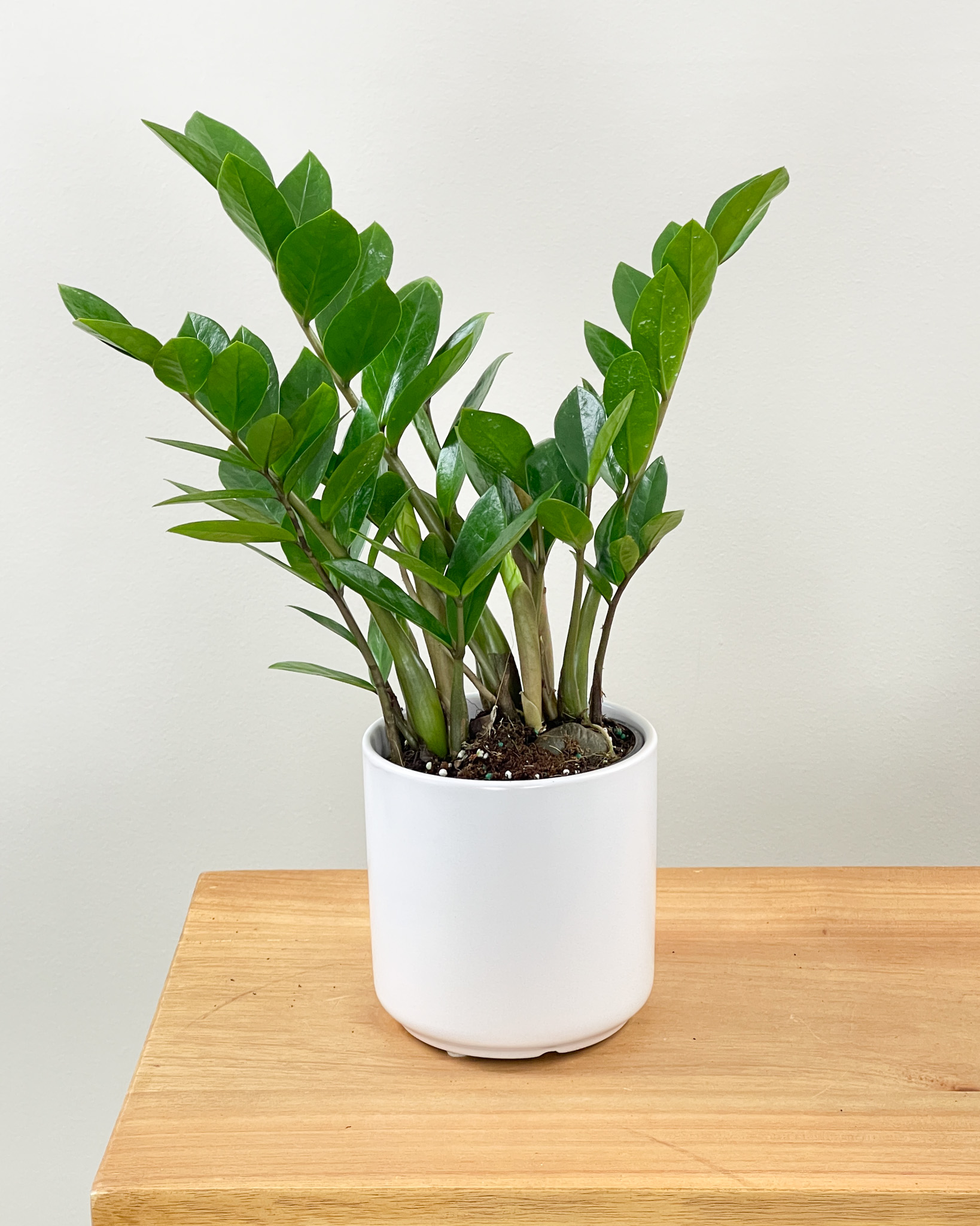 3 Low Maintenance Houseplants to Fill Your Living Space With 6 3 Low Maintenance Houseplants to Fill Your Living Space With 5