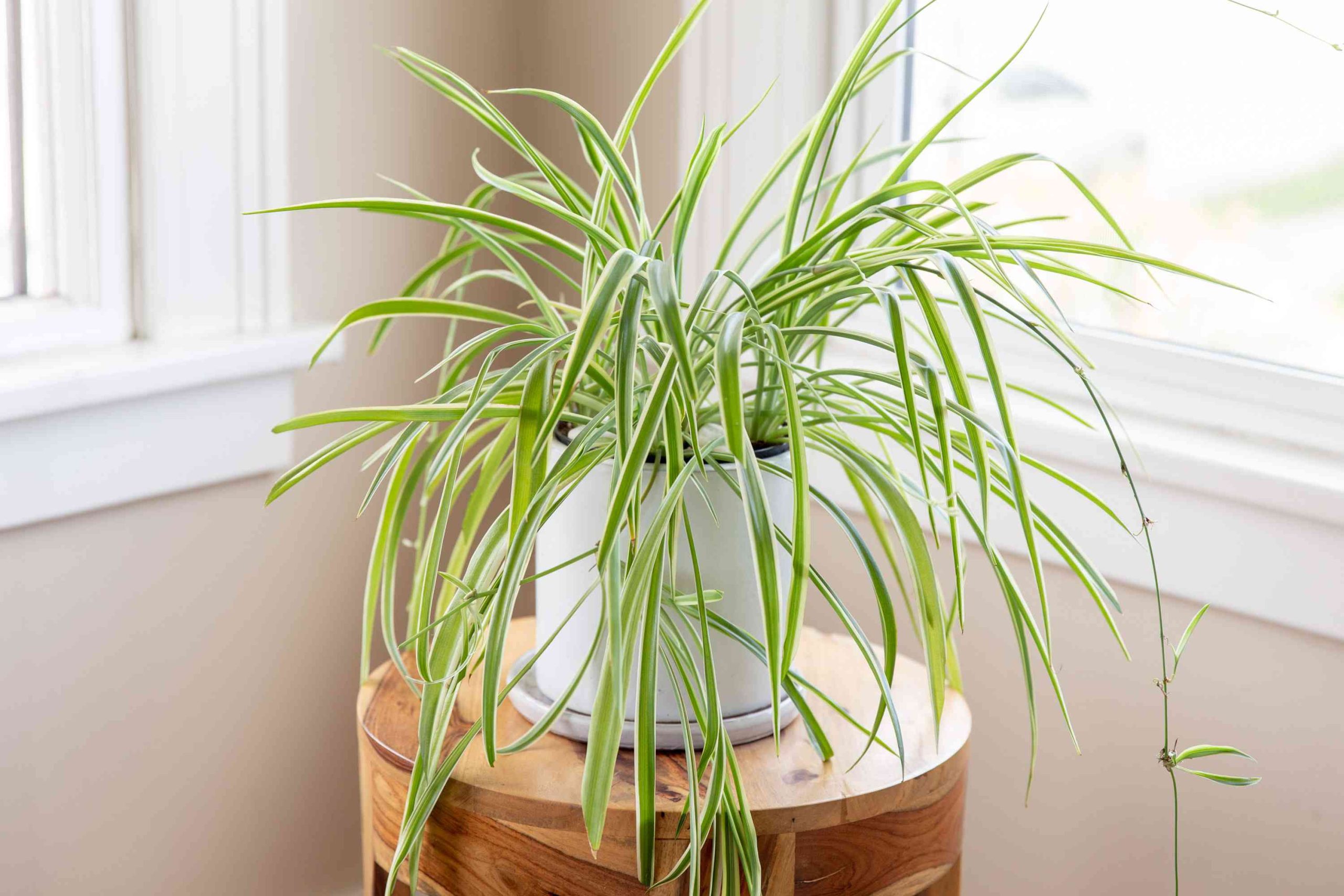 3 Low Maintenance Houseplants to Fill Your Living Space With 2 3 Low Maintenance Houseplants to Fill Your Living Space With 1