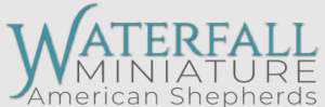 Waterfall Mini American Shepherds & Australian Shepherds