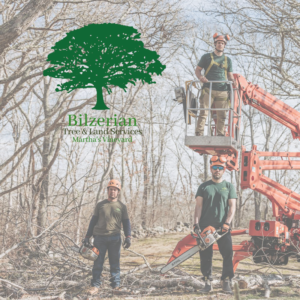 Bilzerian Tree and Land