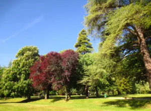 Green park landscape with tall trees, colorful foliage, and a clear blue sky on a sunny day