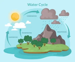 Illustrated water cycle diagram showing evaporation, condensation, transpiration, and precipitation