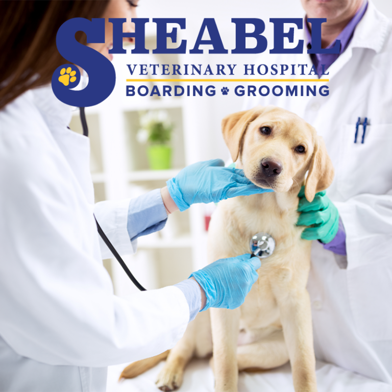 Veterinarians examine a Labrador puppy with a stethoscope, SHEABEL Veterinary Hospital logo overlay