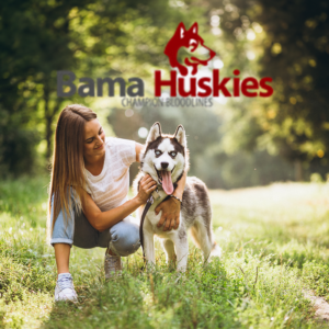 Woman kneeling with happy Siberian husky in sunlit park, Bama Huskies Champion Bloodlines logo overlay