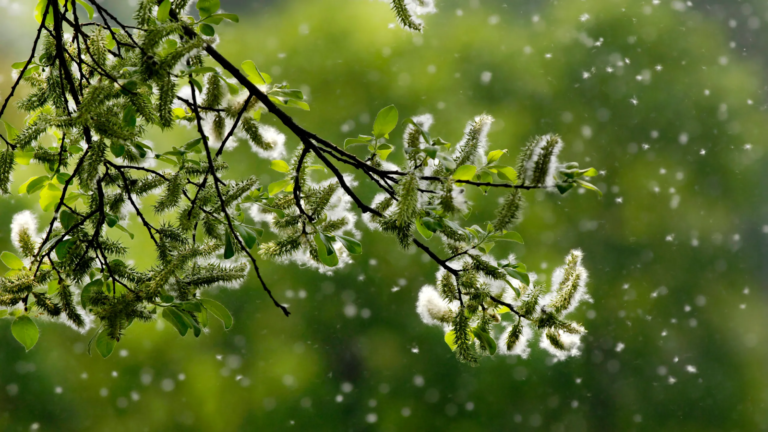 Pollen: A Scientific Explanation and How to Manage It