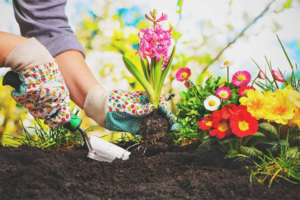Gardening Tips for the Spring