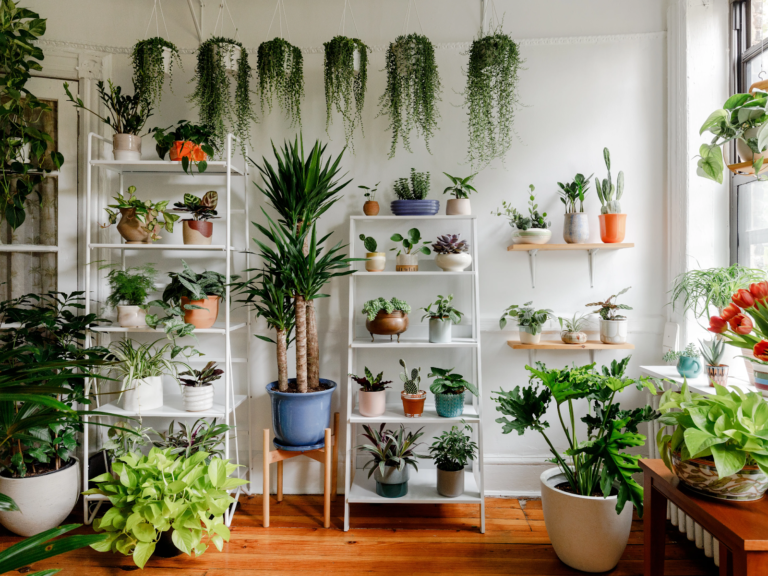 The 411 on Indoor Plants: Just in Time for Fall!