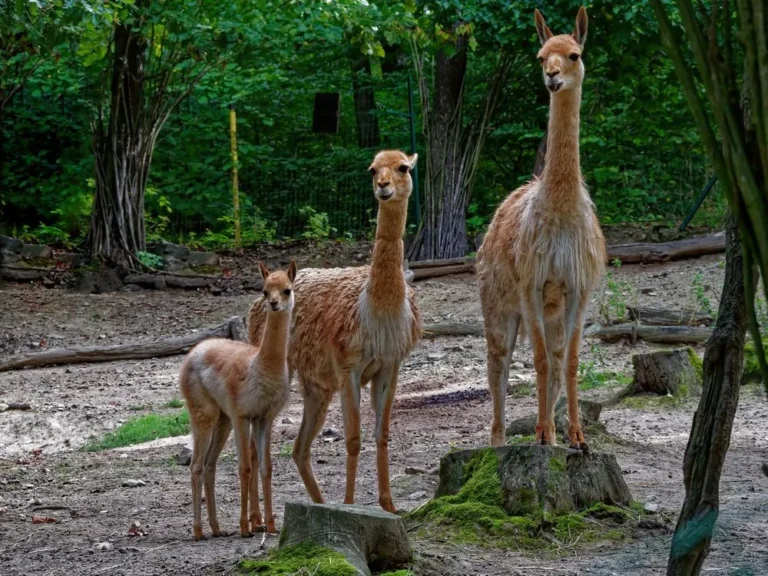 Three vicuñas standing together in a wooded zoo enclosure with trees and dirt ground