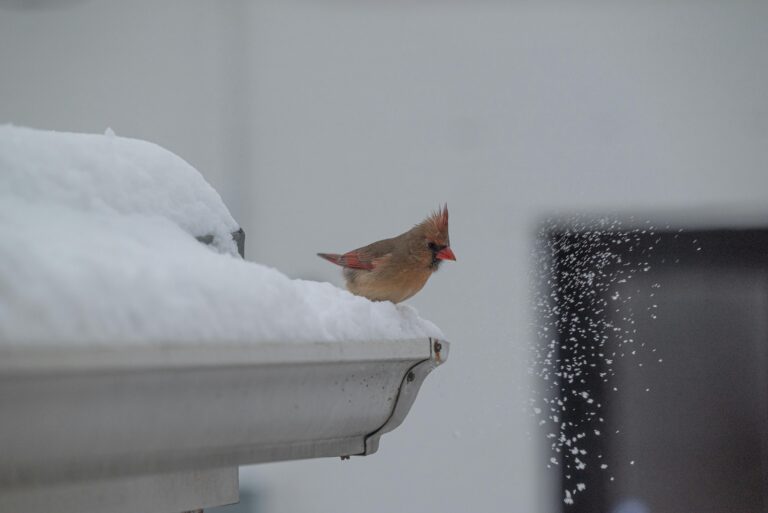 Why You Should Have Gutters Installed by a Roofing Company - Hect Home Improvement