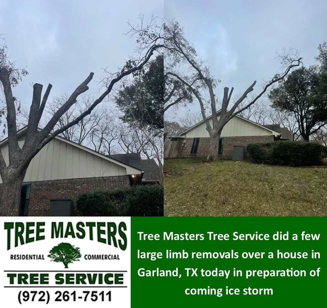 Tree Masters Tree Service thumbnail