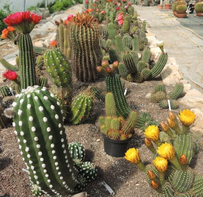 Pik Plantes thumbnail