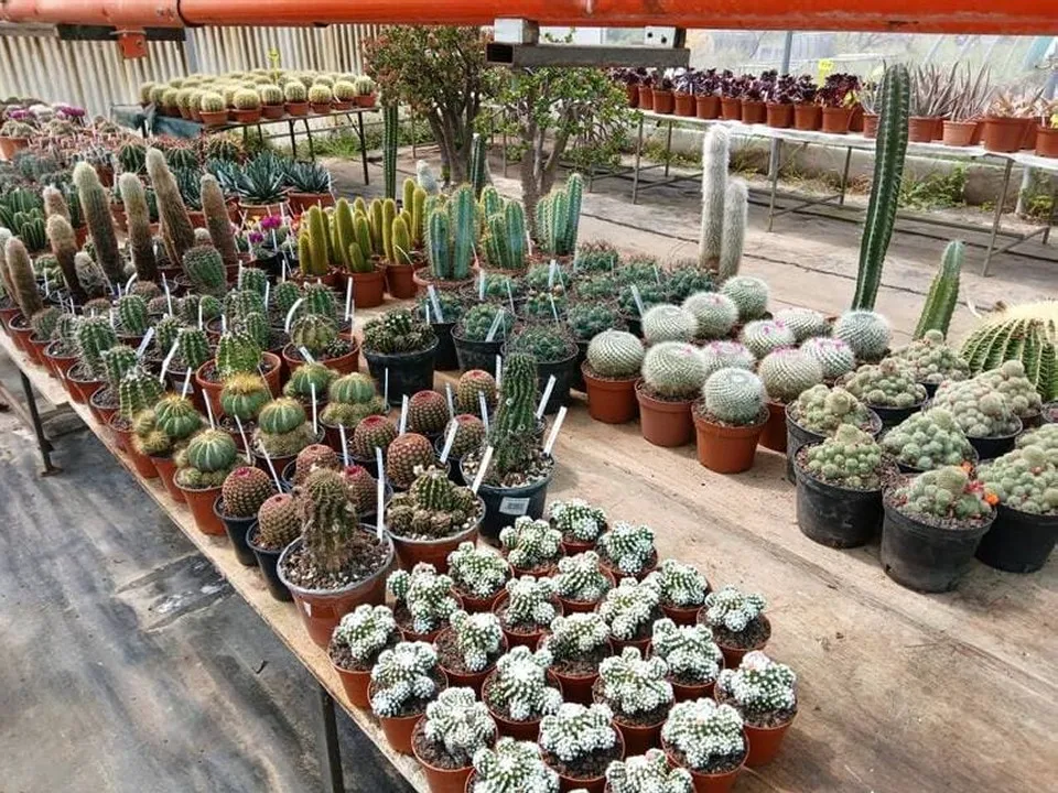 Pik Plantes image 3
